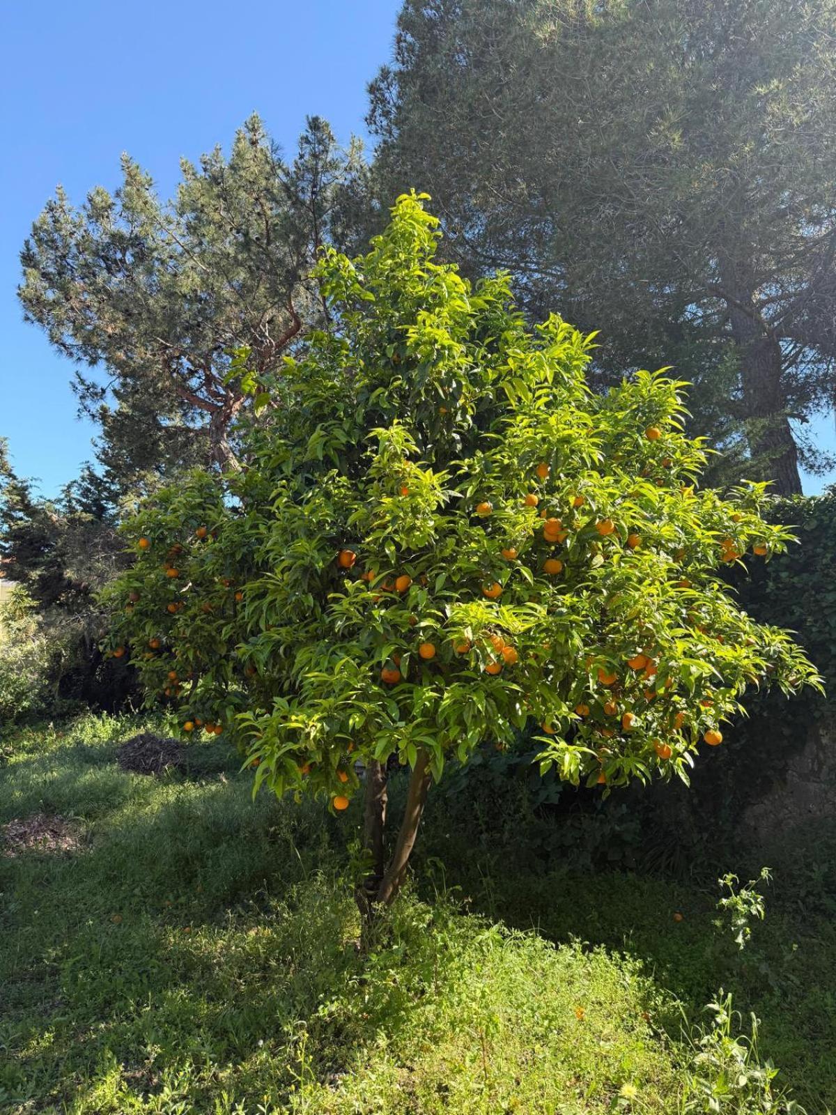 Bastide, Appartement Cannes